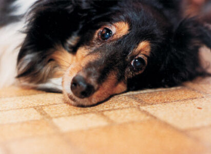 Slowing the Aging Process in Your Pet Image